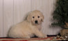 AKC Registered English Cream Golden Retriever For Sale Fredericksburg, OH Female- Izzy