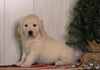AKC Registered English Cream Golden Retriever For Sale Fredericksburg, OH Female- Izzy