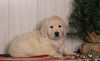 AKC Registered English Cream Golden Retriever For Sale Fredericksburg, OH Female- Izzy