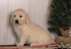AKC Registered English Cream Golden Retriever For Sale Fredericksburg, OH Female- Stormy