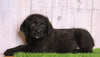 Rottie- Poo For Sale Wooster, OH Male- Luka