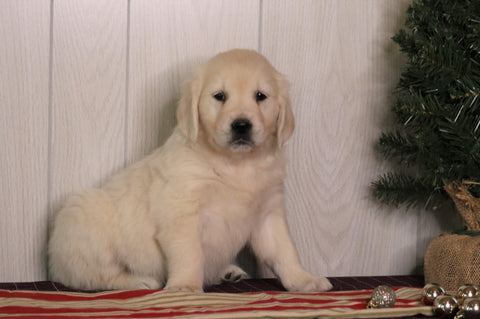 AKC Registered English Cream Golden Retriever For Sale Fredericksburg, OH Female- Stormy