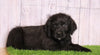 Rottie- Poo For Sale Wooster, OH Male- Luka