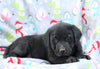 Labrador Retriever For Sale Millersburg, OH Female- Izzy