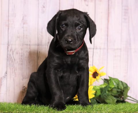 Rottie- Poo For Sale Wooster, OH Male- Levi