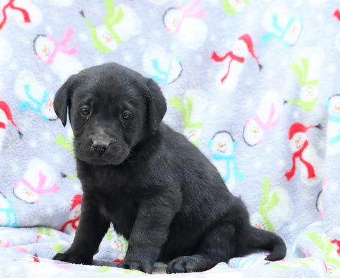 Labrador Retriever For Sale Millersburg, OH Female- Princess