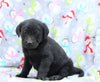 Labrador Retriever For Sale Millersburg, OH Female- Princess