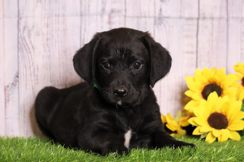 Rottie- Poo For Sale Wooster, OH Female- Maya
