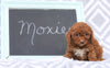 Cockapoo For Sale Millersburg, OH Female- Moxie