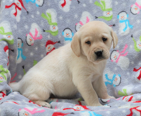 Labrador Retriever For Sale Millersburg, OH Female- Macey