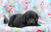 Labrador Retriever For Sale Millersburg, OH Female- Trixie