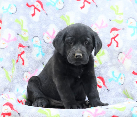 Labrador Retriever For Sale Millersburg, OH Female- Trixie