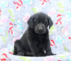 Labrador Retriever For Sale Millersburg, OH Female- Trixie