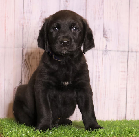 Rottie- Poo For Sale Wooster, OH Male- Odis