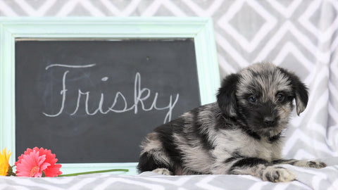 Cockapoo Mix For Sale Millersburg, OH Male- Frisky