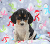 Beagle Mix For Sale Millersburg, OH Male- Mac