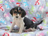 Beagle Mix For Sale Millersburg, OH Female- Holly