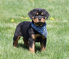 AKC Registered Rottweiler For Sale Sugarcreek, OH Male- Chief