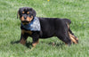 AKC Registered Rottweiler For Sale Sugarcreek, OH Male- Chief