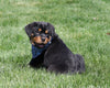 AKC Registered Rottweiler For Sale Sugarcreek, OH Male- Chief