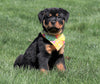 AKC Registered Rottweiler For Sale Sugarcreek, OH Female- Shelly