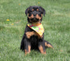 AKC Registered Rottweiler For Sale Sugarcreek, OH Female- Shelly