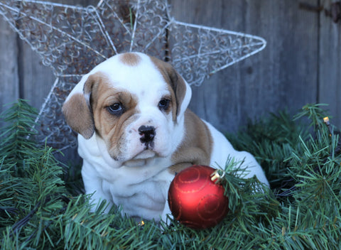 Beabull For Sale Millersburg, OH Female- Maggie