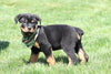 AKC Registered Rottweiler For Sale Sugarcreek, OH Male- Harley