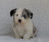 Mini Sheepadoodle For Sale Holmesville, OH Male- River