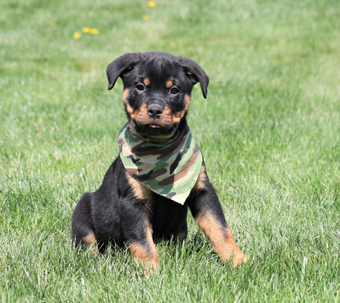 AKC Registered Rottweiler For Sale Sugarcreek, OH Male- Harley