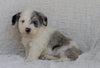 Mini Sheepadoodle For Sale Holmesville, OH Male- River