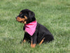 AKC Registered Rottweiler For Sale Sugarcreek, OH Female- Daisy