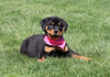 AKC Registered Rottweiler For Sale Sugarcreek, OH Female- Daisy
