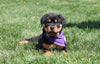 AKC Registered Rottweiler For Sale Sugarcreek, OH Female- Roxy