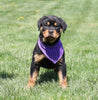 AKC Registered Rottweiler For Sale Sugarcreek, OH Female- Roxy