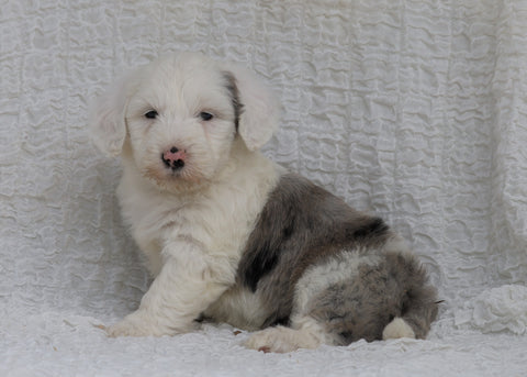 Mini Sheepadoodle For Sale Holmesville, OH Female- Hazel