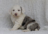 Mini Sheepadoodle For Sale Holmesville, OH Female- Hazel