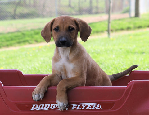 German Shepherd Mix For Sale Sugarcreek, OH Male- Rocky