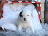 English Bulldog/ Puggle For Sale Sugarcreek, OH Male- Rocker