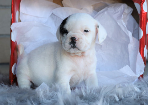 English Bulldog/ Puggle For Sale Sugarcreek, OH Male- Rocker