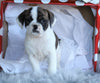 English Bulldog/ Puggle For Sale Sugarcreek, OH Female- Charity