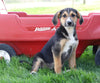 German Shepherd Mix For Sale Sugarcreek, OH Female- Lola