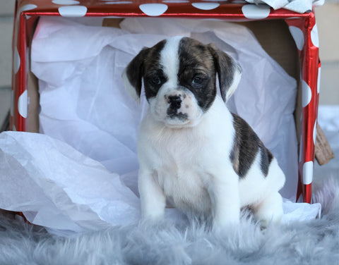 English Bulldog/ Puggle For Sale Sugarcreek, OH Female- Charity