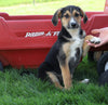German Shepherd Mix For Sale Sugarcreek, OH Female- Lola