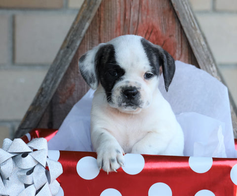English Bulldog/ Puggle For Sale Sugarcreek, OH Male- Dewey