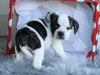 English Bulldog/ Puggle For Sale Sugarcreek, OH Male- Dewey