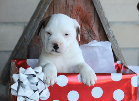English Bulldog/ Puggle For Sale Sugarcreek, OH Male- Shamrock