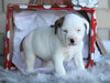 English Bulldog/ Puggle For Sale Sugarcreek, OH Male- Shamrock