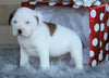 English Bulldog/ Puggle For Sale Sugarcreek, OH Male- Shamrock