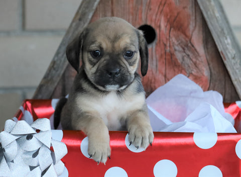 English Bulldog/ Puggle For Sale Sugarcreek, OH Female- Sunshine